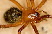 Red House Spider (Nesticodes rufipes) (Nesticodes rufipes)